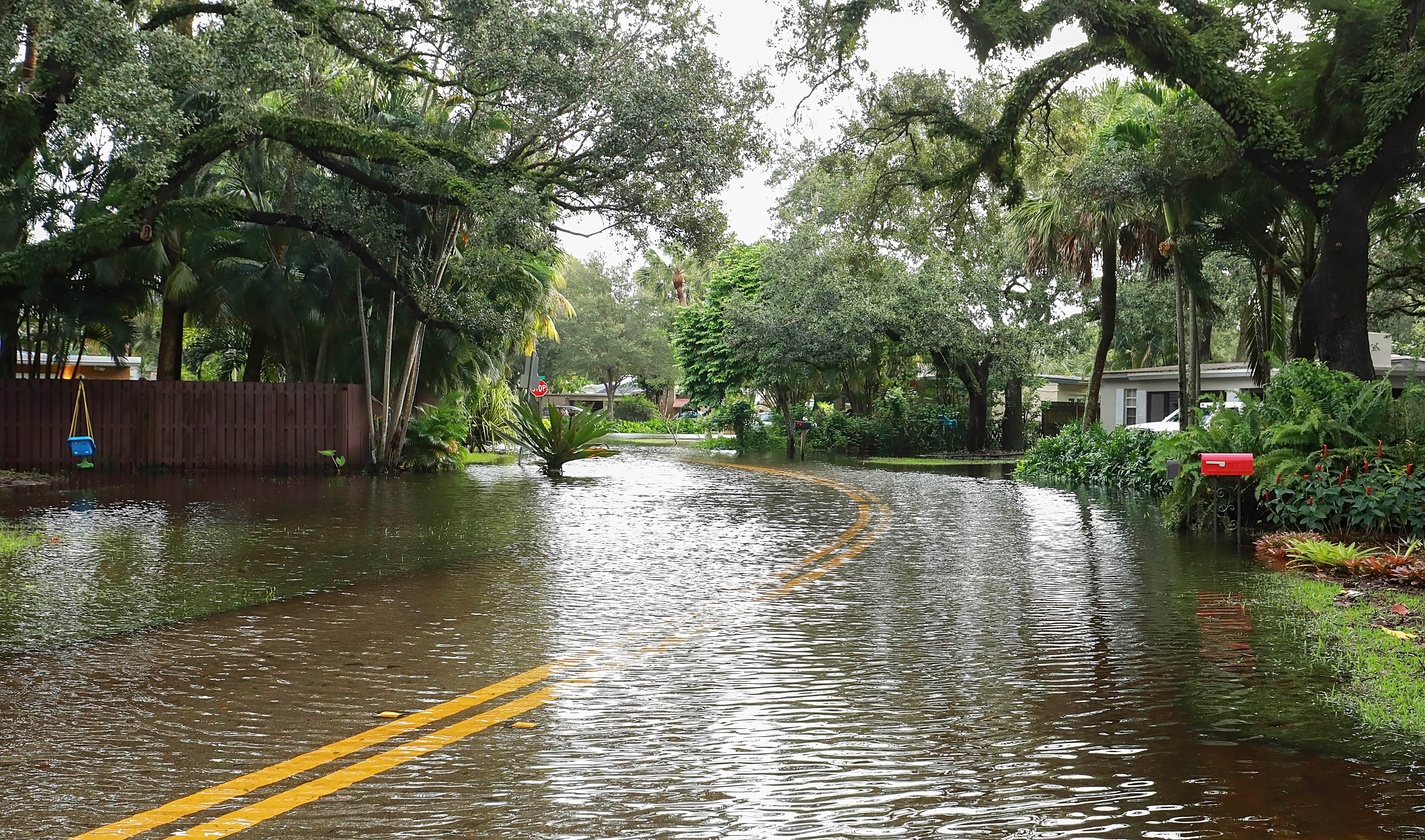 A curved street in a suburban neighborhood is partially submerged in water, with trees and plants lining both sides. The road markings are barely visible under the floodwater, and a red mailbox stands out near the vegetation.