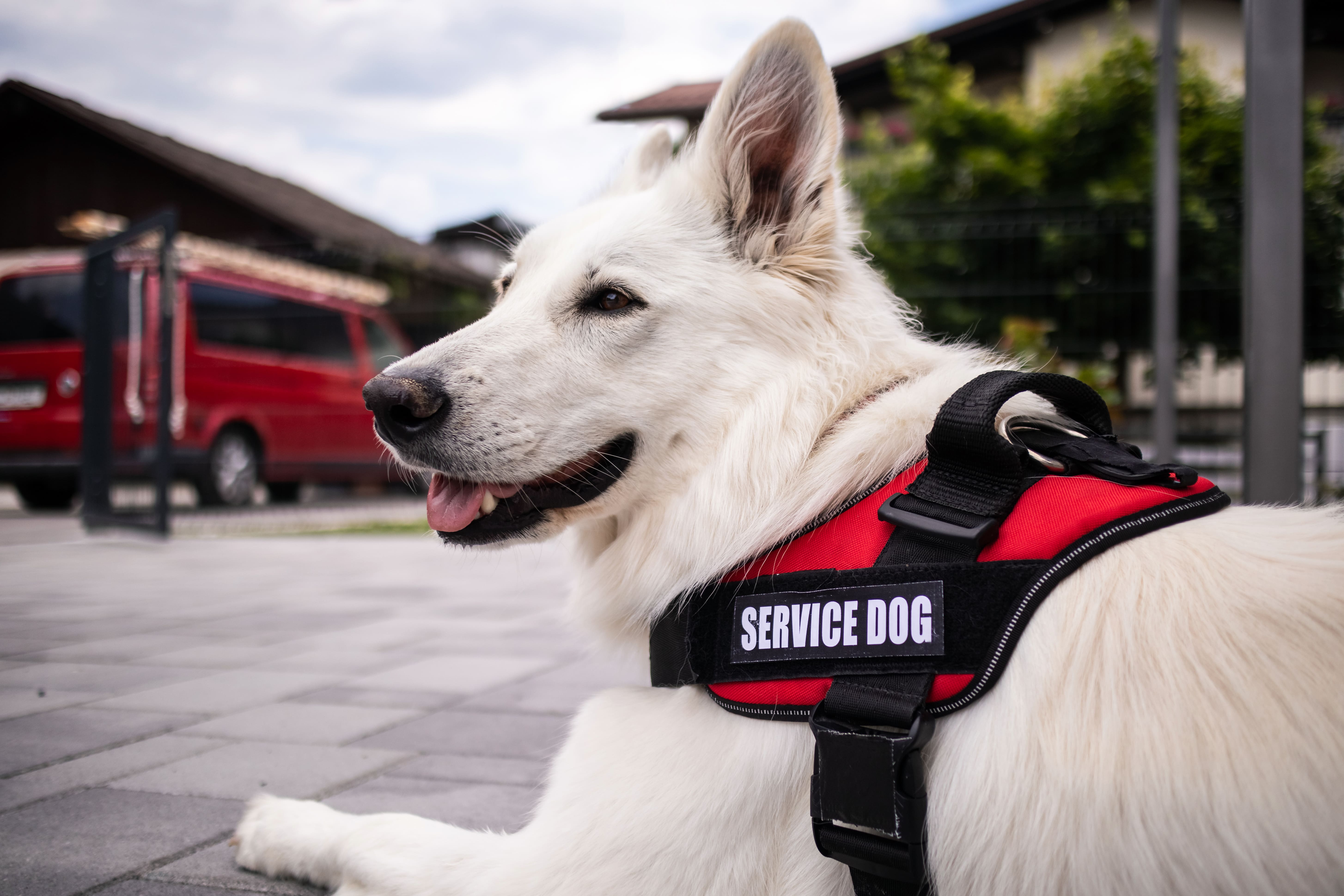 Emotional support animal sitting with owner.