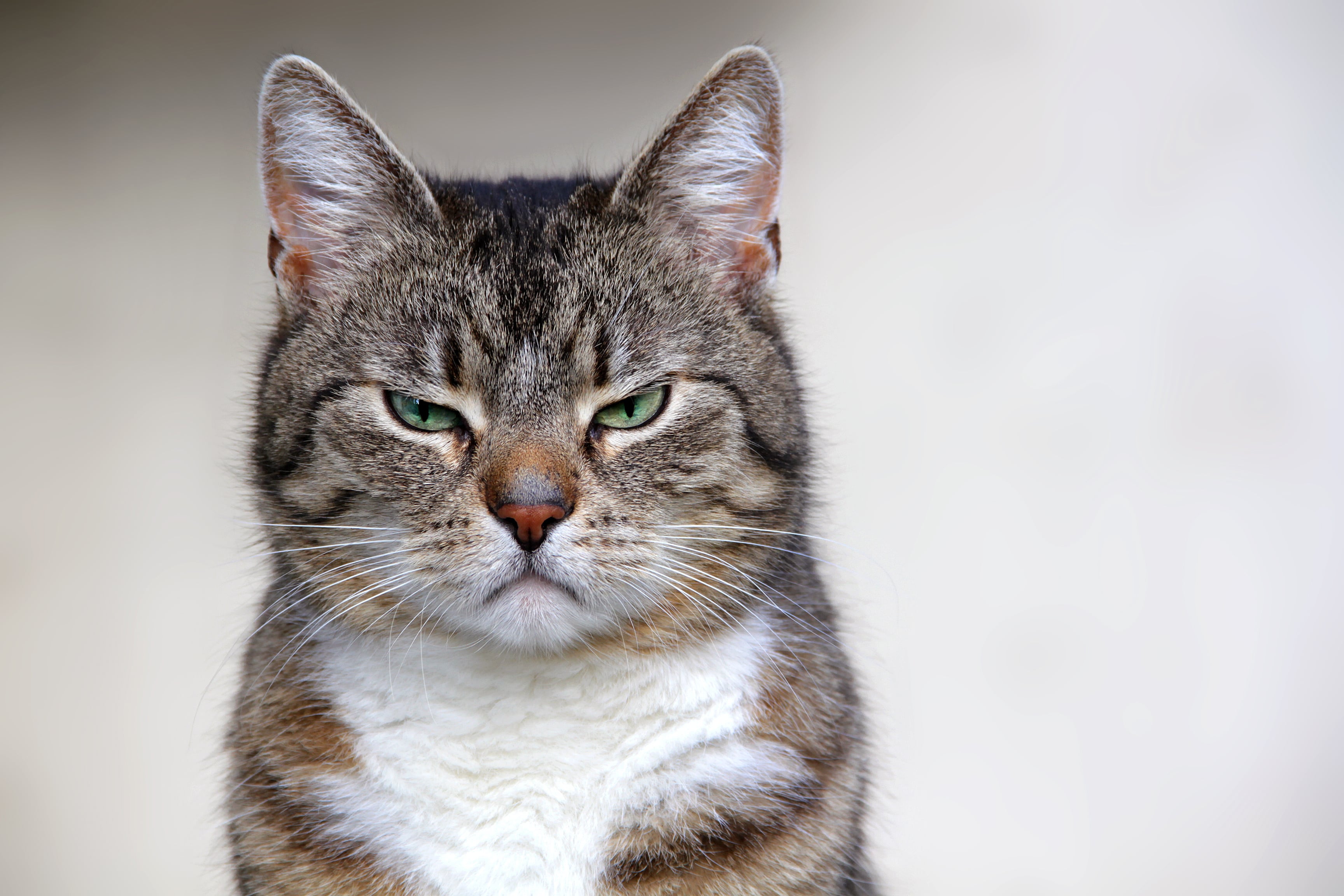 A close-up of a tabby cat with green eyes and a serious expression, staring directly at the camera. The background is blurred, making the cat the central focus.