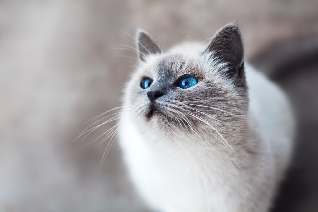 A close-up of a white and gray cat with striking blue eyes, looking upwards against a soft, blurred background.